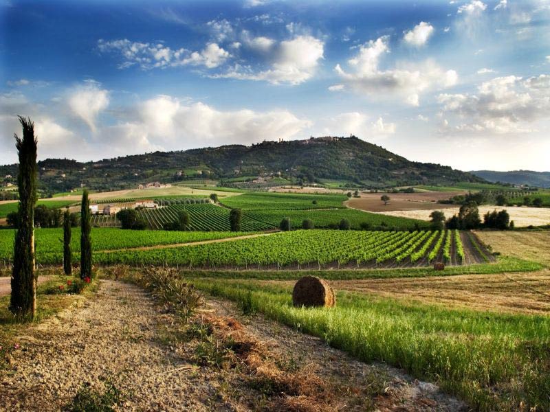 Cetona 3